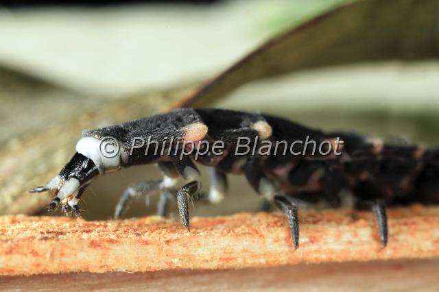 lampyris noctiluca 2.JPG - Lampyris noctiluca (Linné)Ver luisant (Portrait femelle)Common Glow-wormColeoptera, LampyridaeFrance